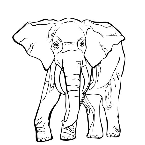 Раскраска индийский слон. Скачать слон.  Распечатать Дикие животные