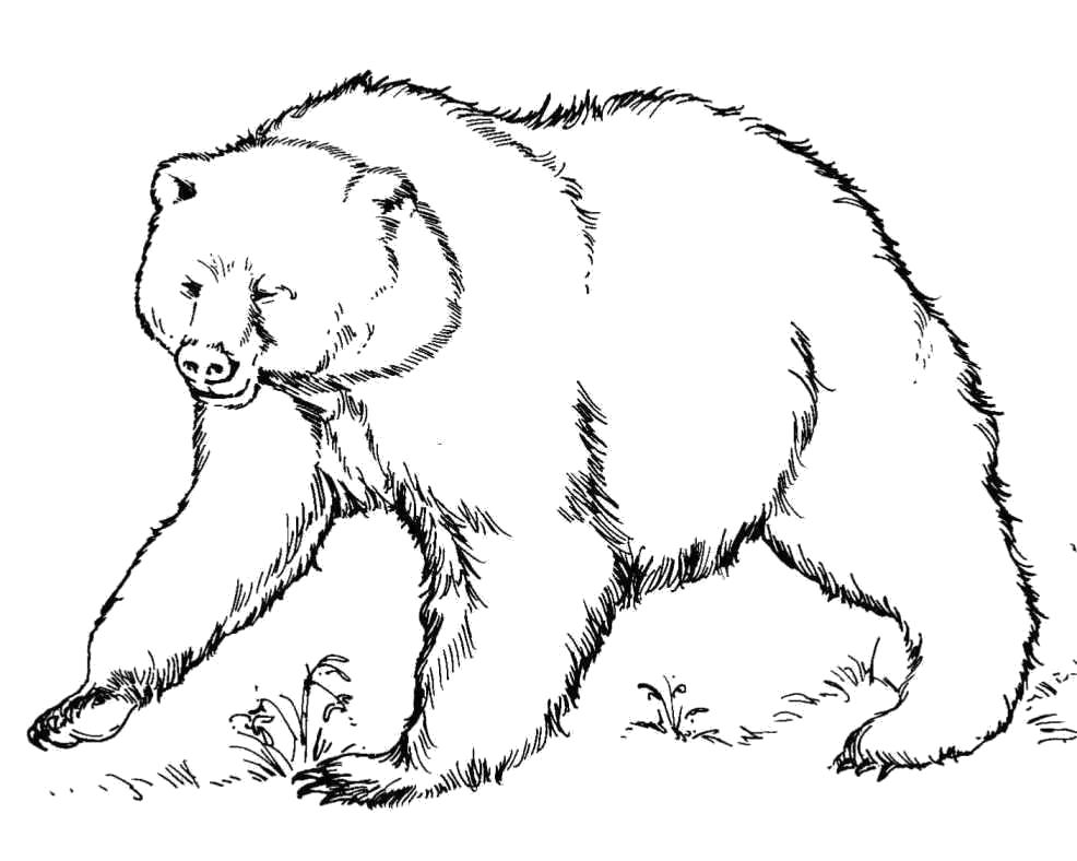 Название: Раскраска медведь ходит по лесу. Категория: Дикие животные. Теги: медведь.