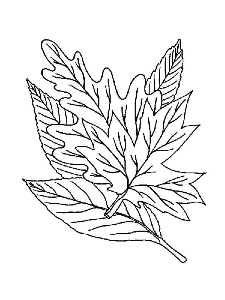 Название: Раскраска Раскраска листья деревьев. Категория: растения. Теги: листья.
