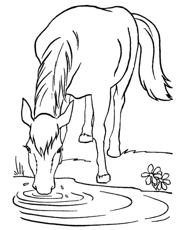 Название: Раскраска Лошадь пьет. Категория: Домашние животные. Теги: Лошадь.