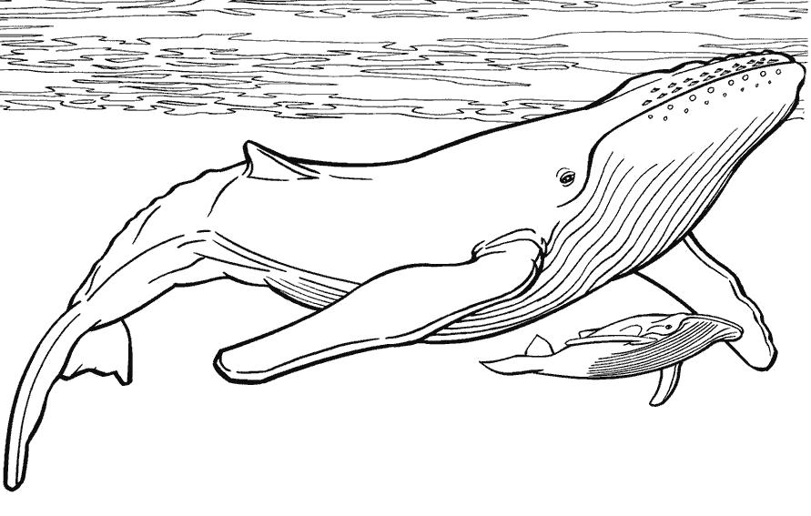 Раскраска  кит и детеныш кита . Скачать Кит.  Распечатать Морские животные