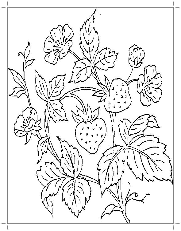 Раскраска Земляничный куст с ягодами, листьями и цветочками. куст