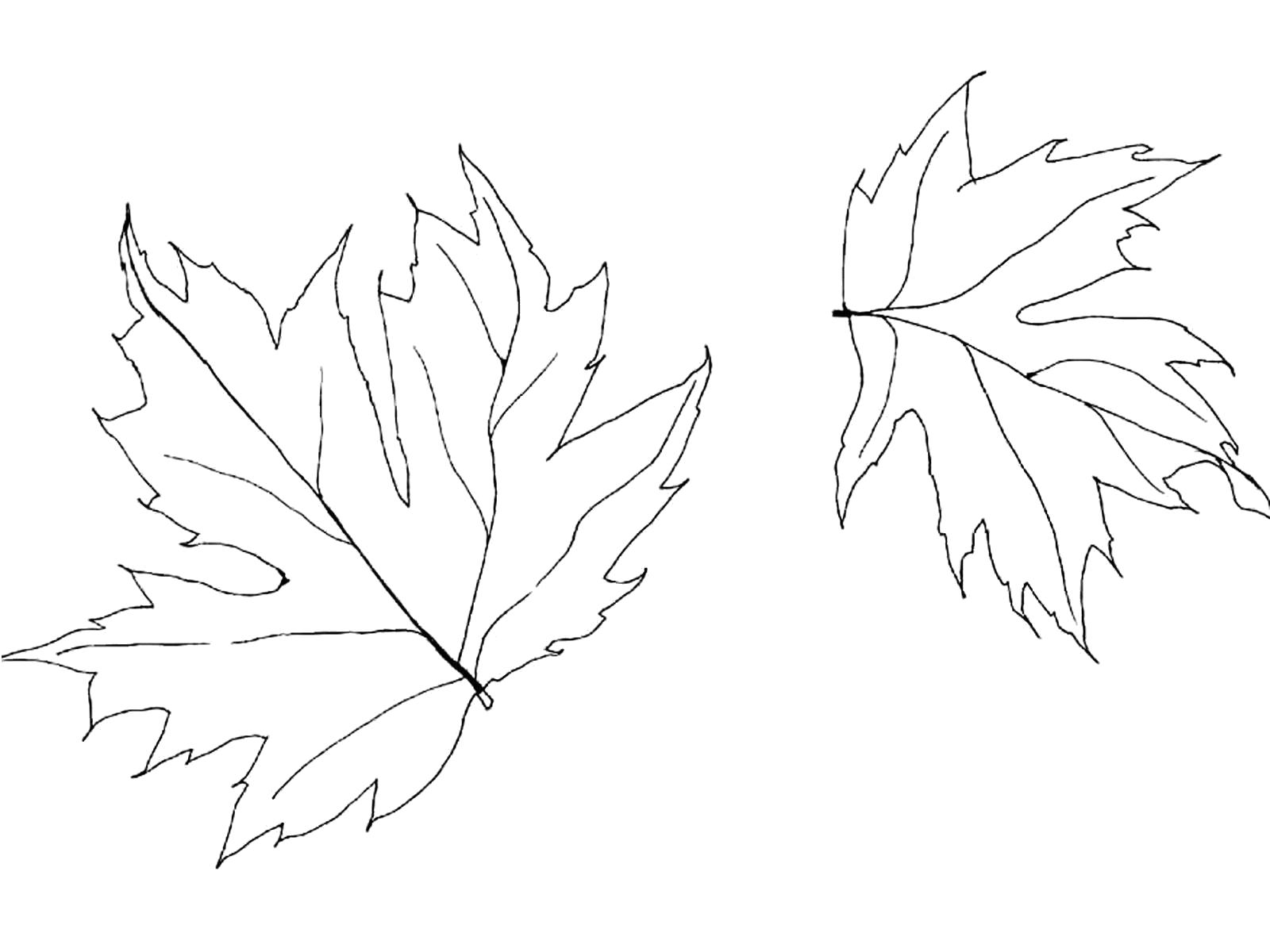 Раскраска  два листья клена для распечатки. Скачать Листья клена.  Распечатать Контуры листьев