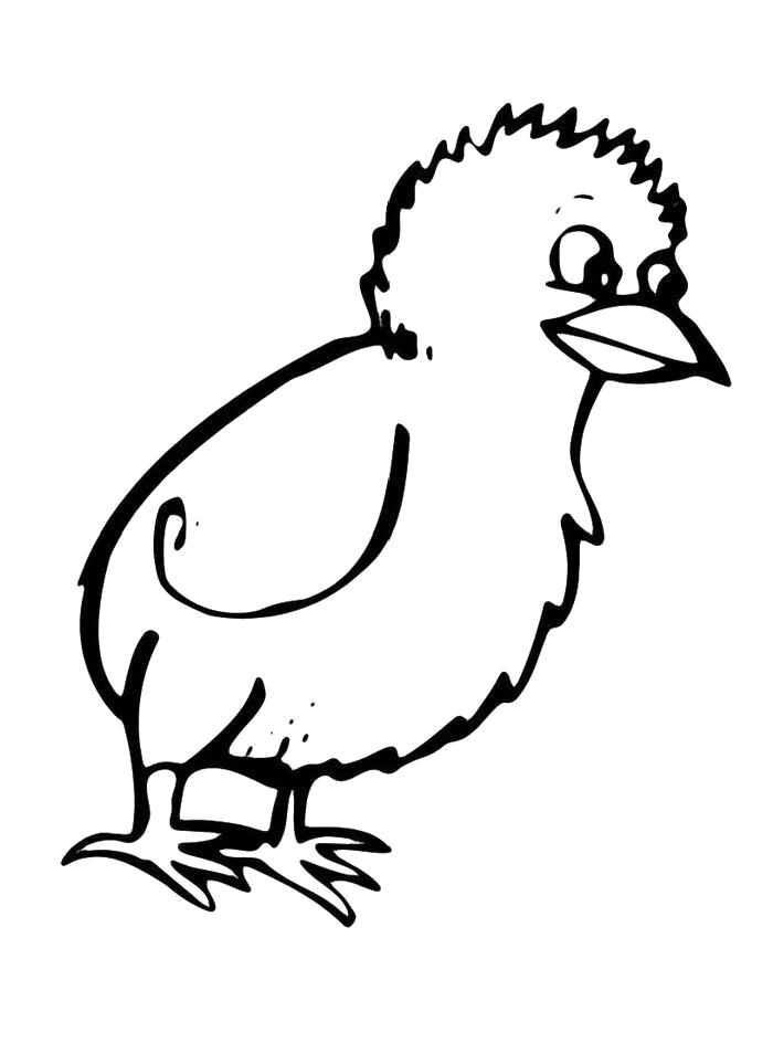 Название: Раскраска  Маленький цыпленок. Категория: Домашние животные. Теги: Цыплята.