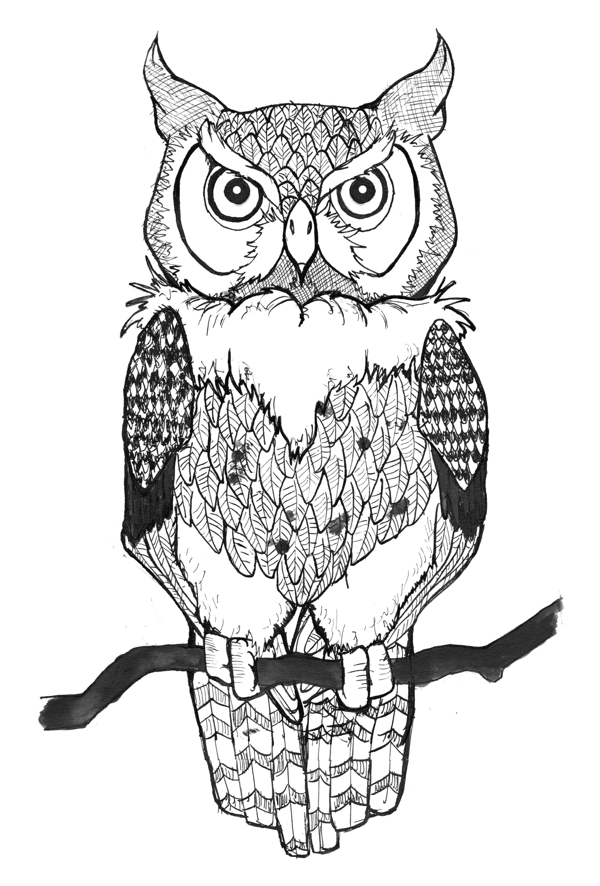 Раскраска нарисованные совы картинки . Сова