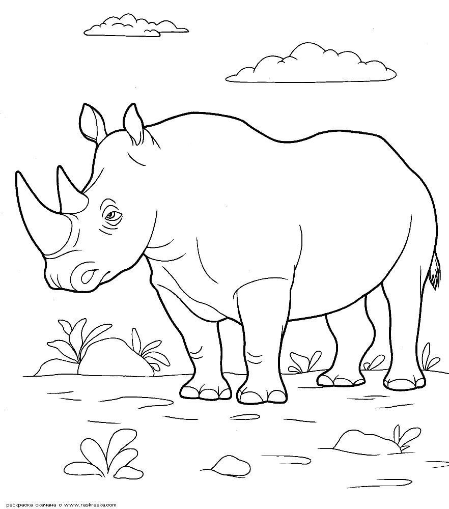 Раскраска  Носорог.   носорог, картинка носорог, рисунок носорога, разукрашка для детей, детский рисунок. Скачать Носорог.  Распечатать Носорог