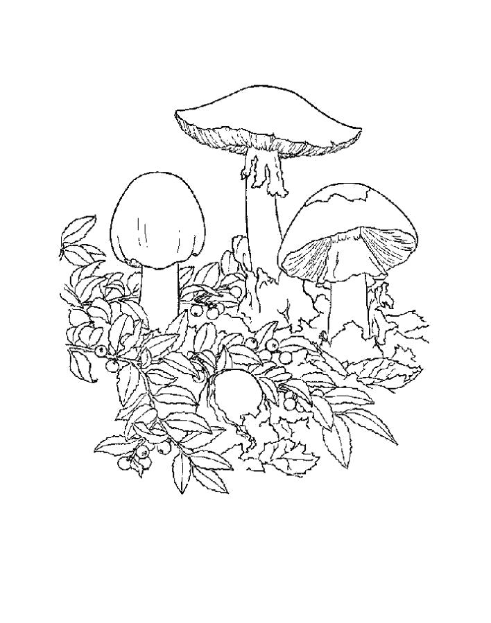 Раскраска Раскраска тема грибов. растения
