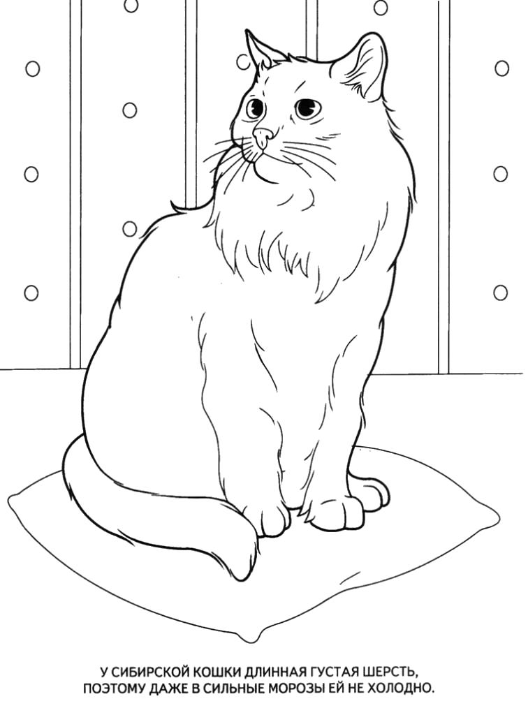 Раскраска  Сибирская кошка. Скачать кошка.  Распечатать кошка