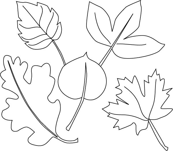 Название: Раскраска Осенние листья деревьев раскраска, клена, дуба, рябины, березы. Категория: Контуры листьев. Теги: Контуры разных листьев для вырезания.