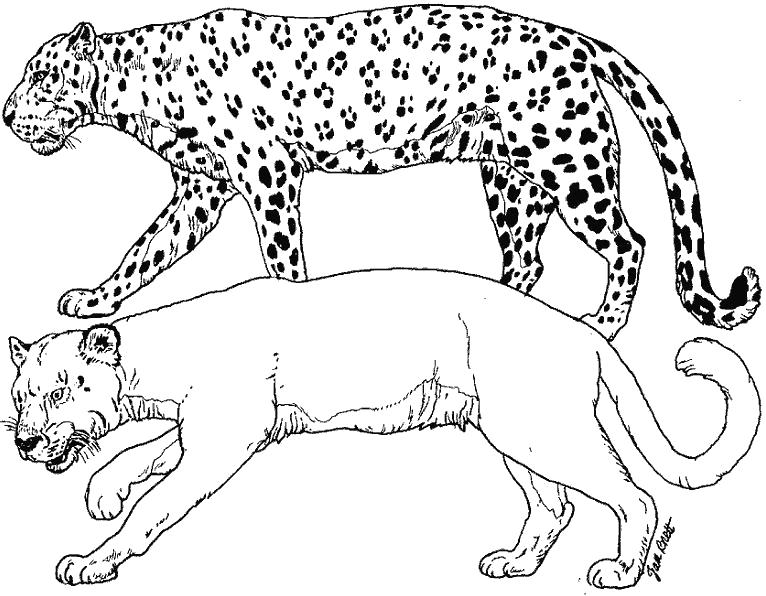 Раскраска леопарды. леопард