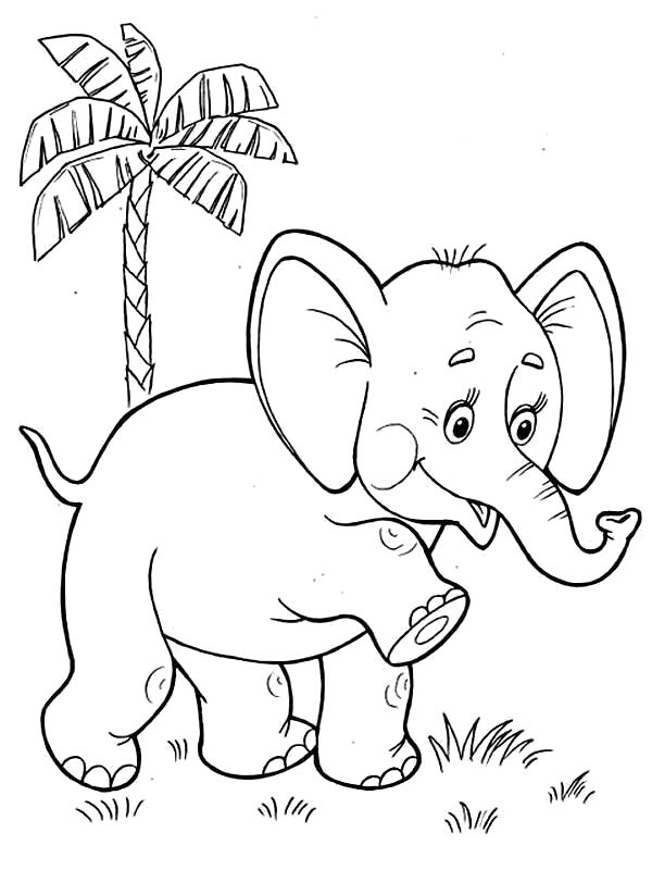 Раскраска первые шаги слоненка. Дикие животные