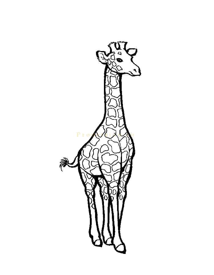 Раскраска Обладатель длинной шеи. Скачать жираф.  Распечатать жираф