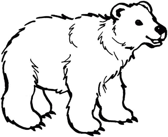 Раскраска Полярный медведь. Скачать .  Распечатать 