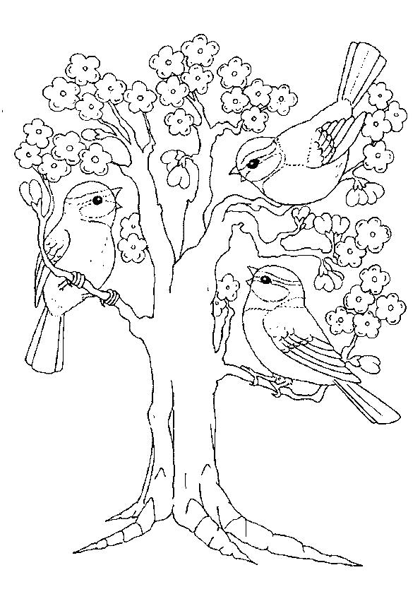 Раскраска Воробьи на дереве. деревья