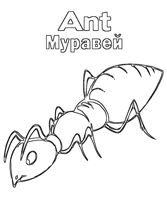 Название: Раскраска муравей. Категория: Муравей. Теги: Муравей.