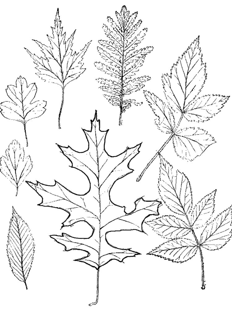 Раскраска Раскраска листья деревьев. Контуры листьев