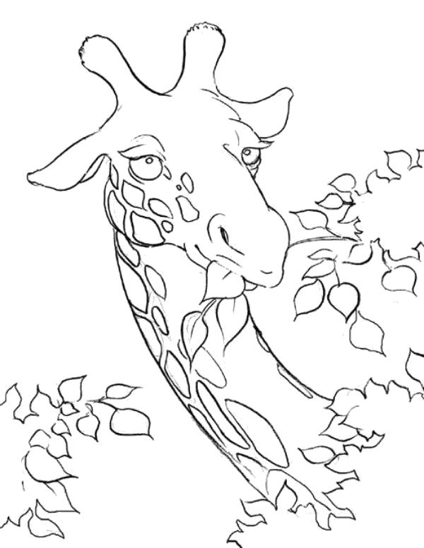 Название: Раскраска жираф кушает листву . Категория: Дикие животные. Теги: жираф.