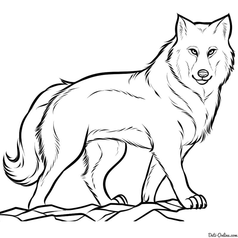 Голова волка рисунок для срисовки