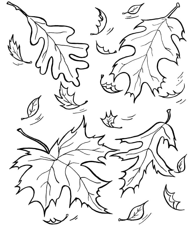 Раскраска Осенний листопад. Скачать Листья клена, Листья дуба.  Распечатать Контуры листьев