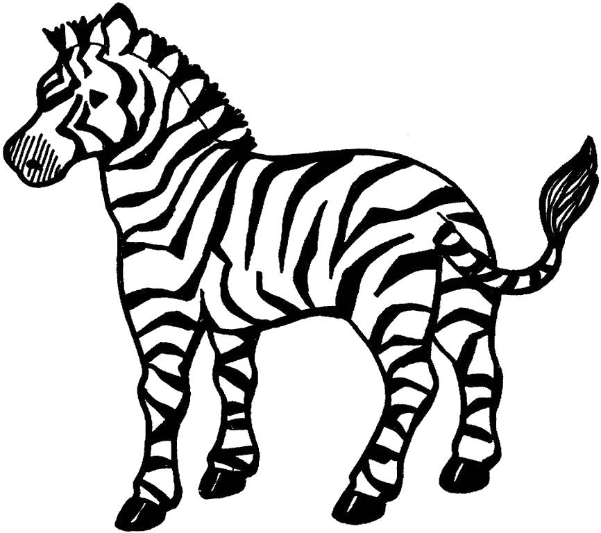 Раскраска  дикая  зебра, дикие животные. Скачать зебра.  Распечатать Дикие животные