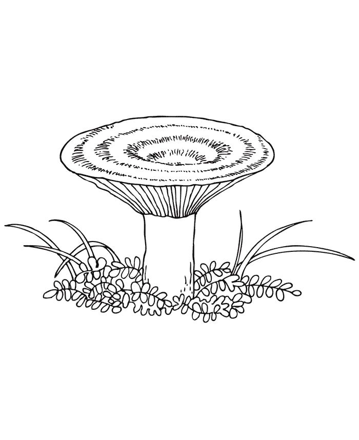 Раскраска Рыжик   грибы. Скачать гриб.  Распечатать растения