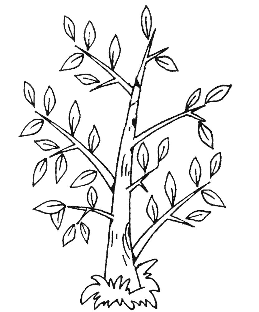 Название: Раскраска Раскраска осенние листья. Категория: растения. Теги: дерево.