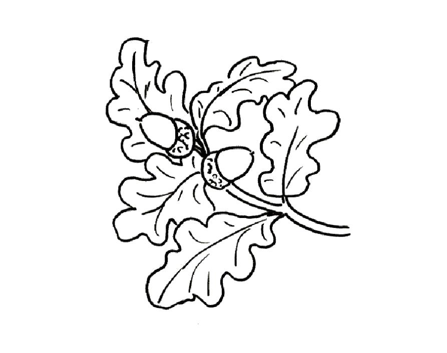 Раскраска Раскраска дуб листья. растения