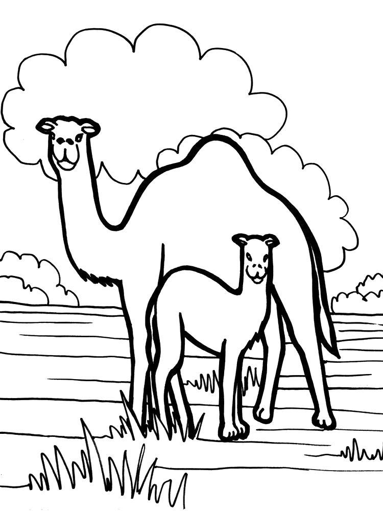 Раскраска Одногорбые верблюды. 