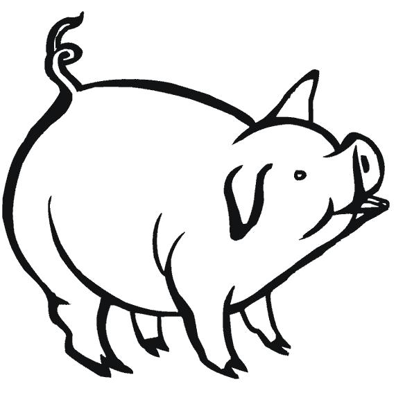 Раскраска Пухлый свин. Домашние животные