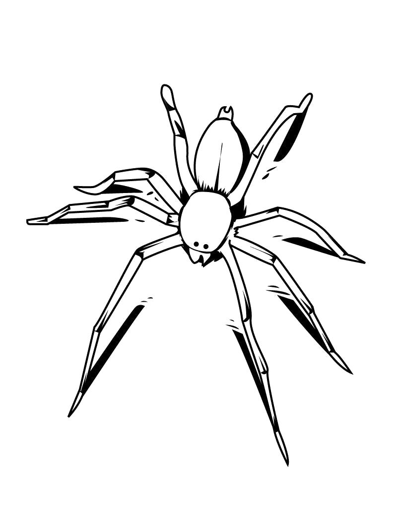 Название: Раскраска Красивый паук. Категория: Паук. Теги: Паук.