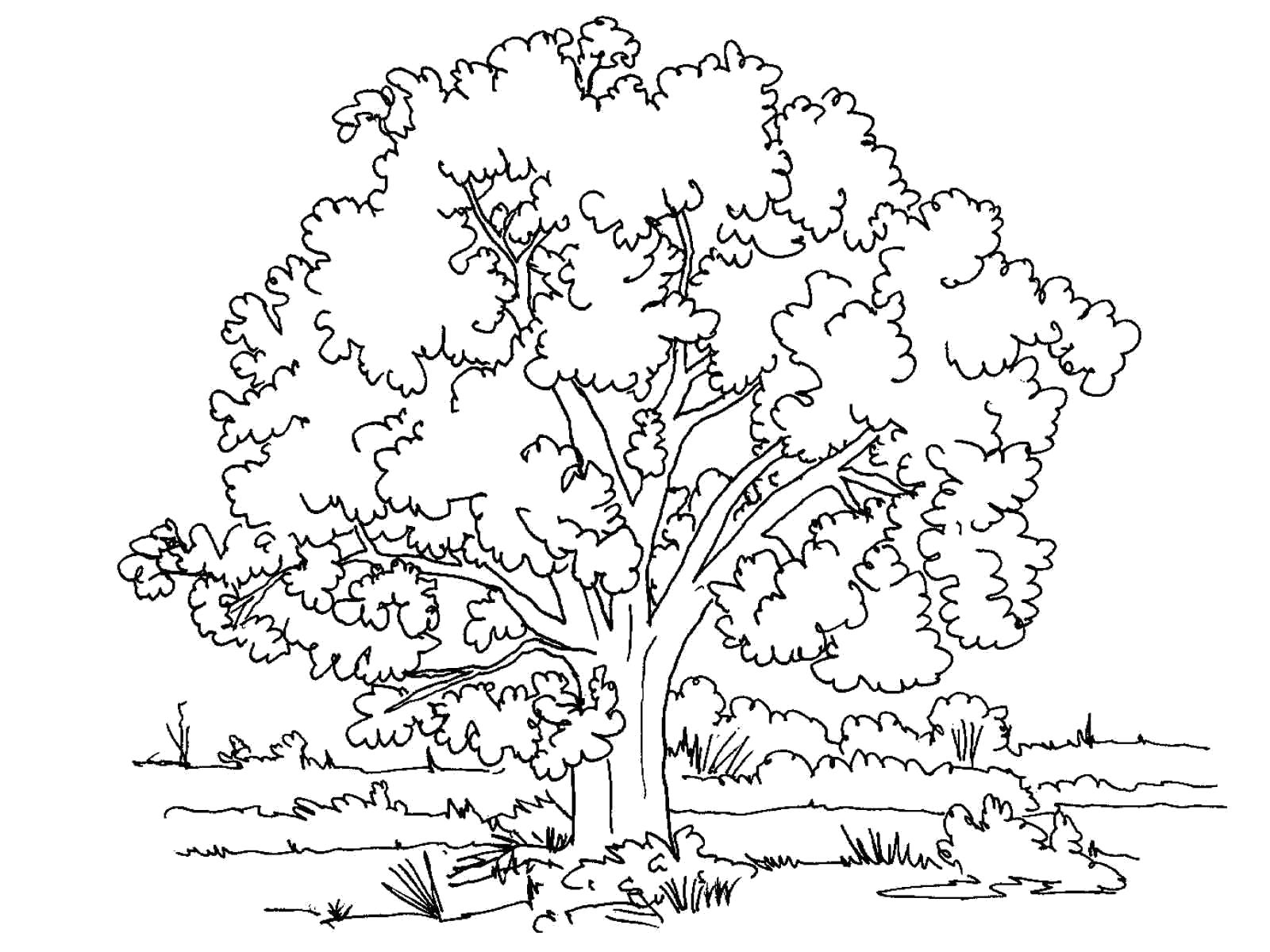 Раскраска Большое дерево. деревья