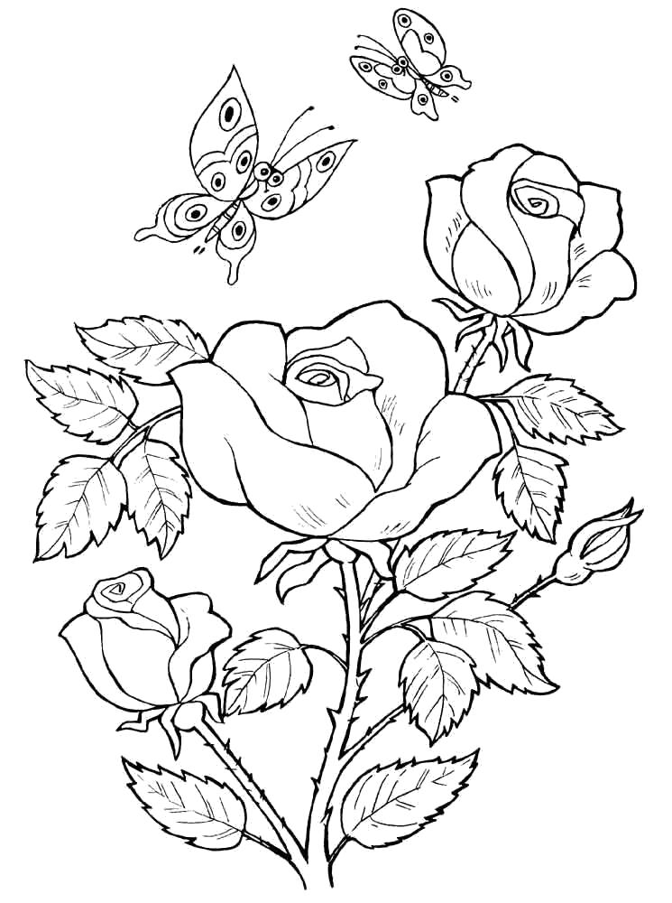 Раскраска Розы и бабочки. 