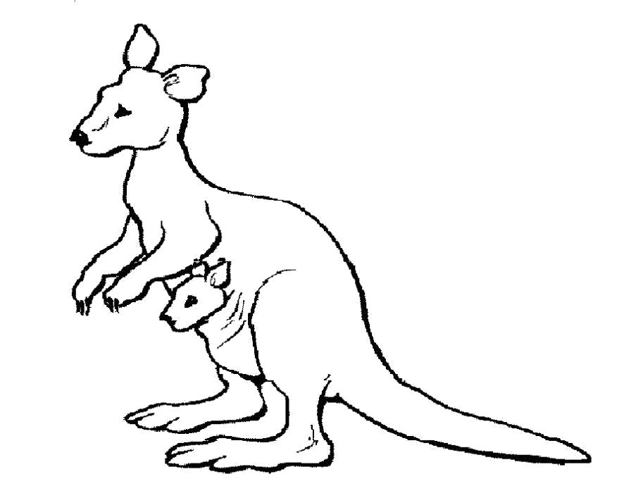 Раскраска  Кенгуру для детей. Скачать кенгуру.  Распечатать кенгуру