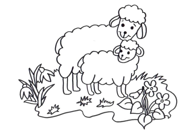 Раскраска На лугу две овечки. Овца