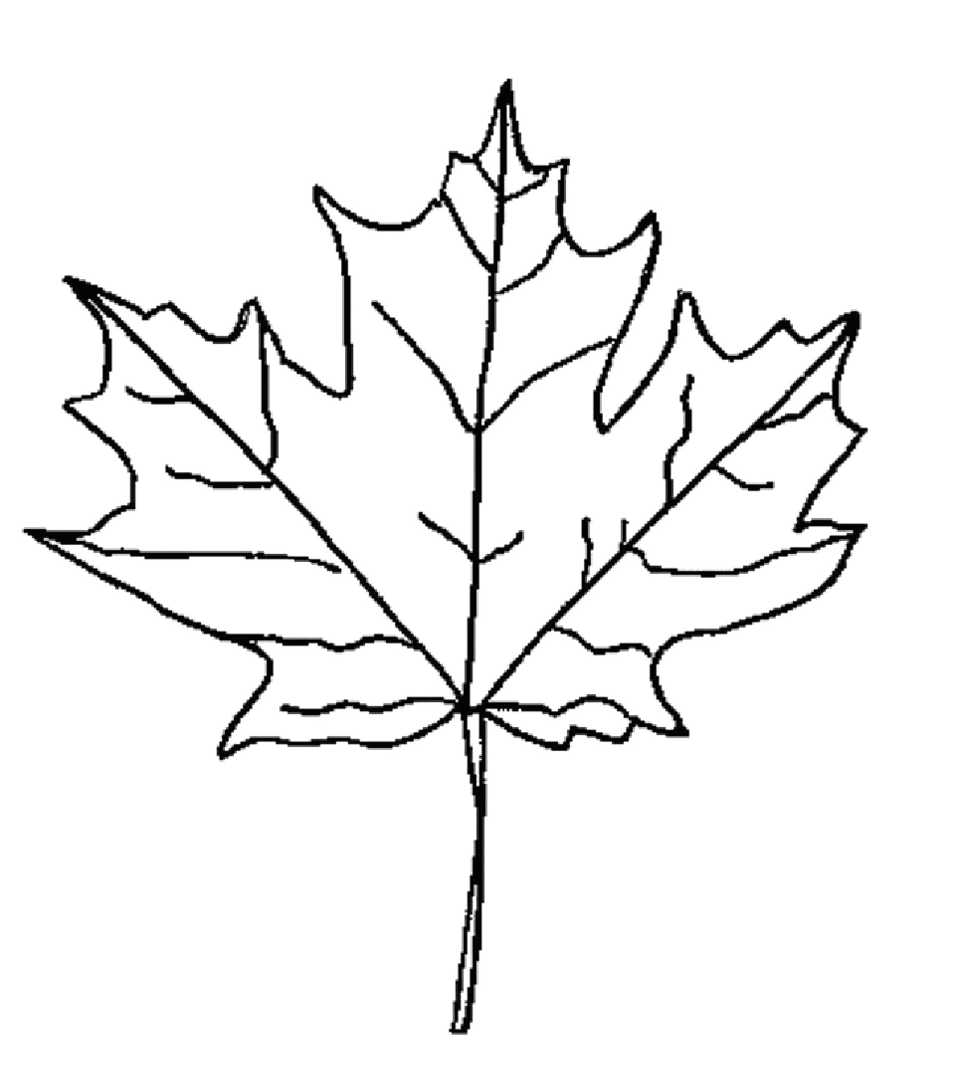 Раскраска раскраска лист клена . растения