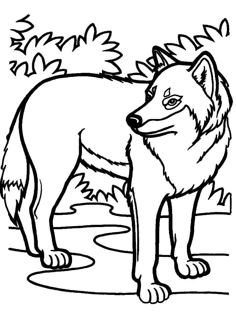 Раскраска Лесной волк. 