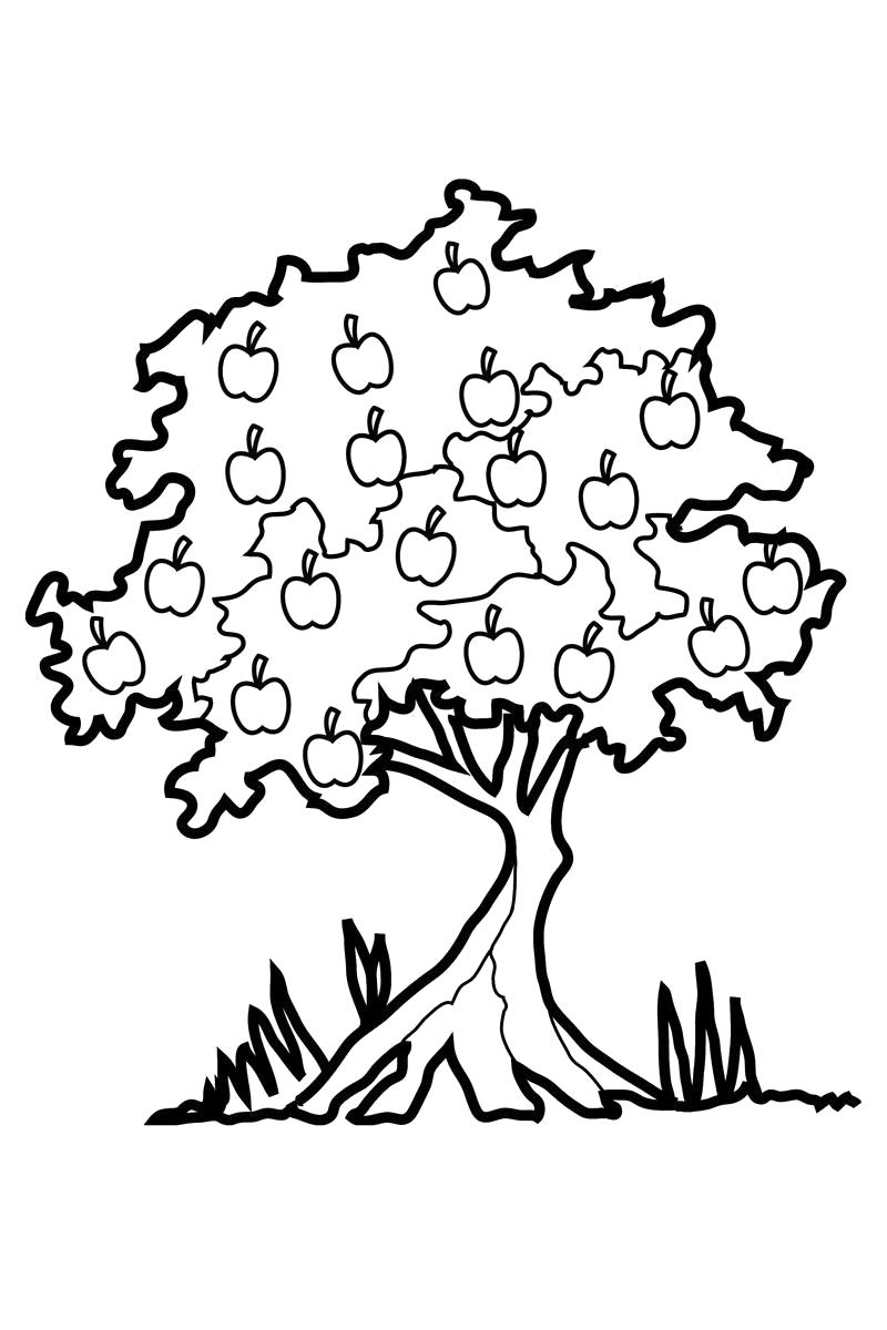 Название: Раскраска Раскраска яблоня. Категория: деревья. Теги: деревья.