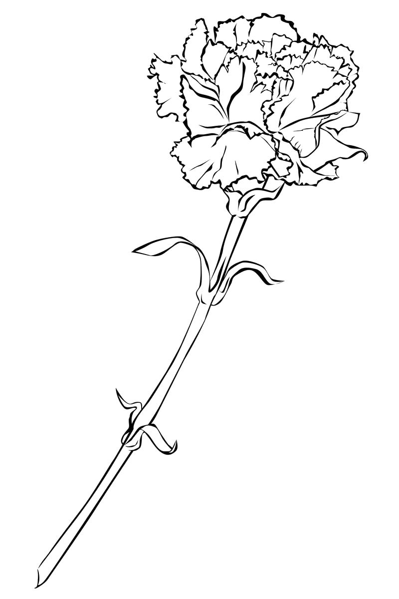 Раскраска Цветок Гвоздика, , прекрасный цветок. Скачать Гвоздика.  Распечатать Гвоздика
