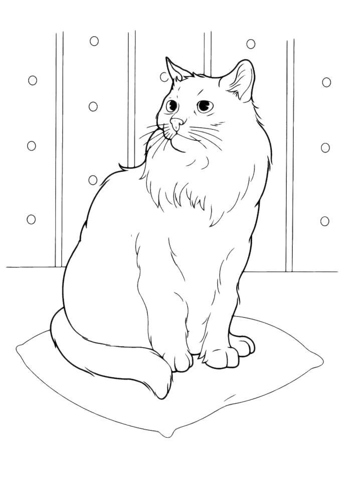 Название: Раскраска Раскраска Белая кошка. Категория: кошка. Теги: кошка.