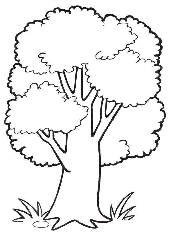 Название: Раскраска Раскраски деревья раскраски деревья, раскраски природа, дерево . Категория: Контуры дервеьев. Теги: дерево.