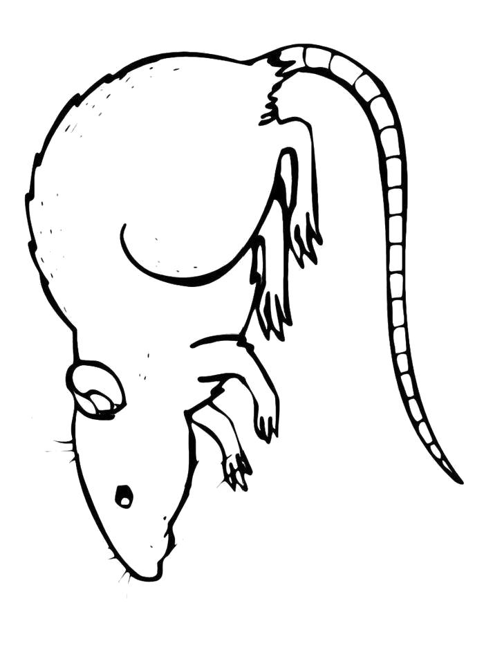 Название: Раскраска мышка нарушка. Категория: Дикие животные. Теги: мышь.