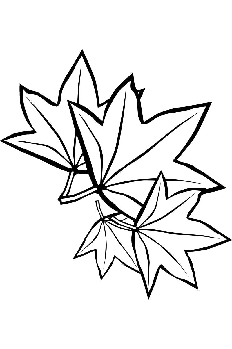 Название: Раскраска Листья клена. Категория: Контуры листьев. Теги: Листья клена.