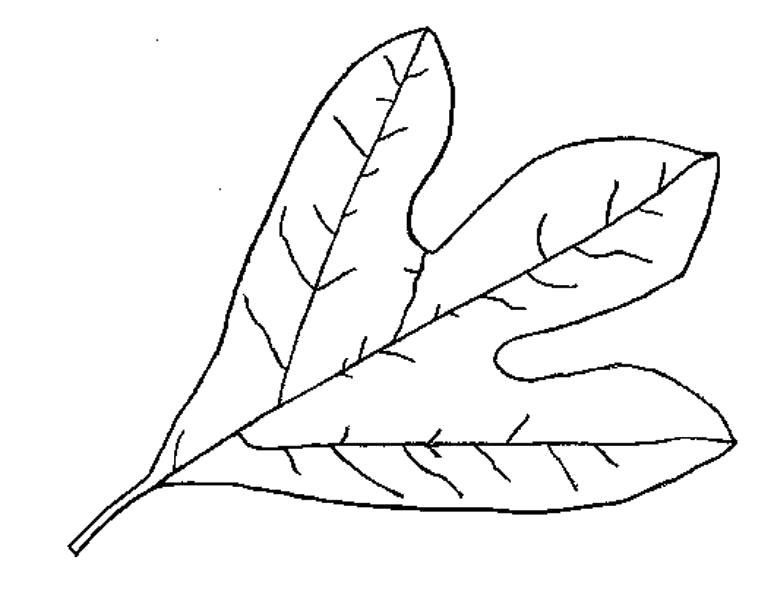 Раскраска лист дуба. растения