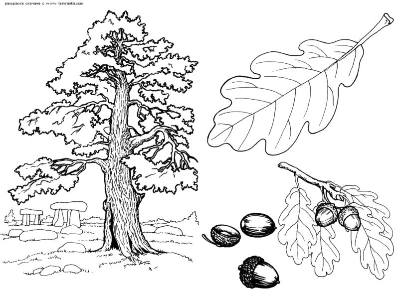 Название: Раскраска Раскраски "дерево с листьями" скачать и распечатать бесплатно. Категория: Контуры листьев. Теги: Листья дуба.