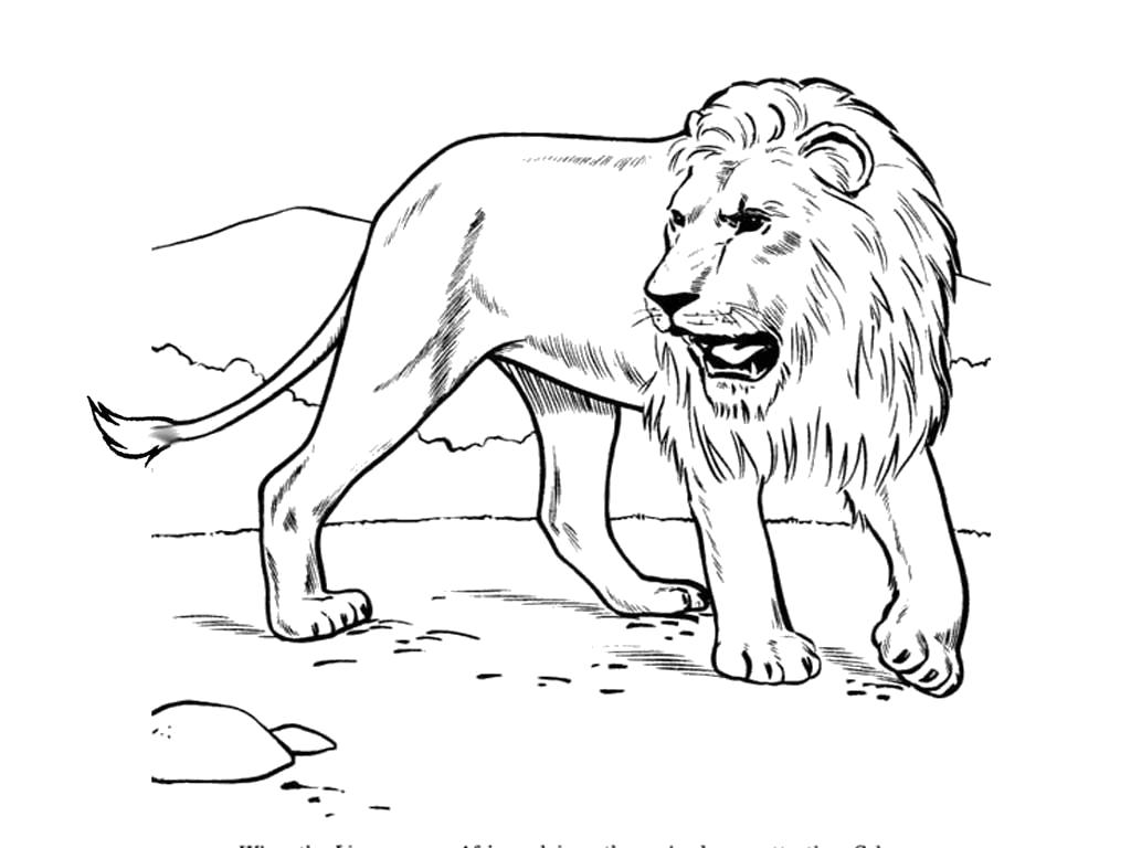 Раскраска Грозная львица. Дикие животные