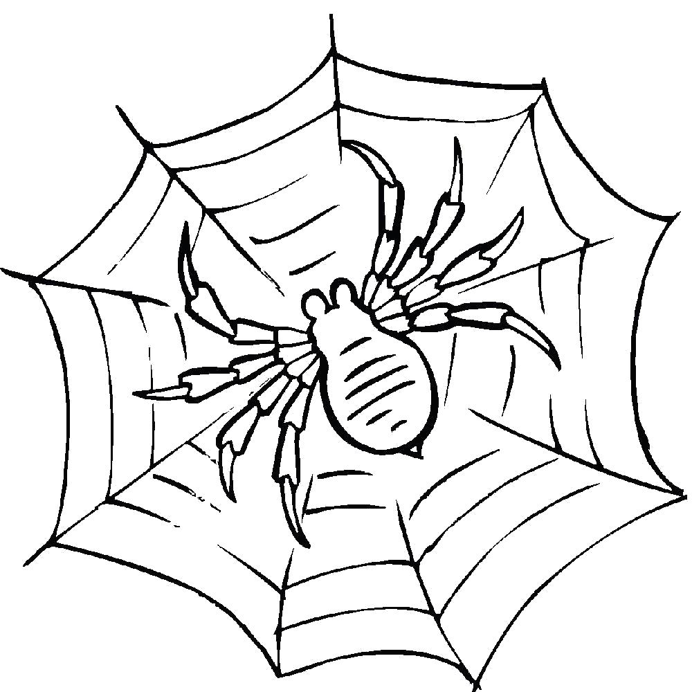 Название: Раскраска Раскраска паук. Категория: Паук. Теги: Паук.
