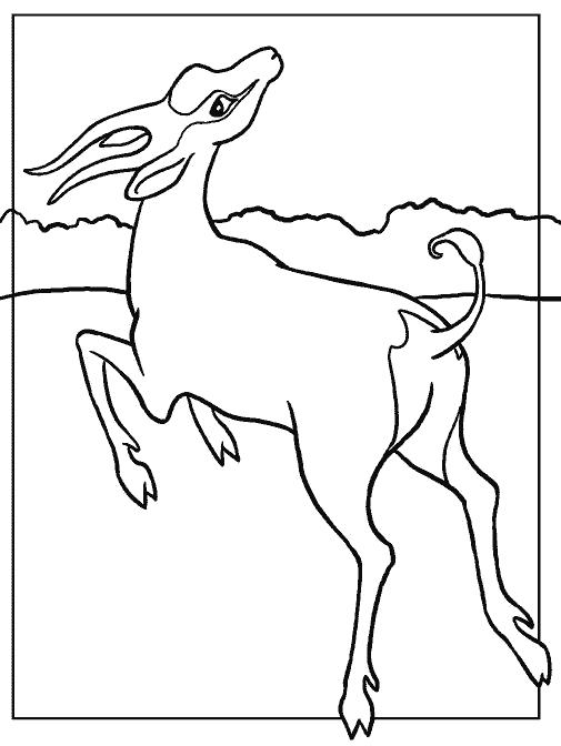 Название: Раскраска Антилопа прыгает. Категория: Антилопа. Теги: Антилопа.