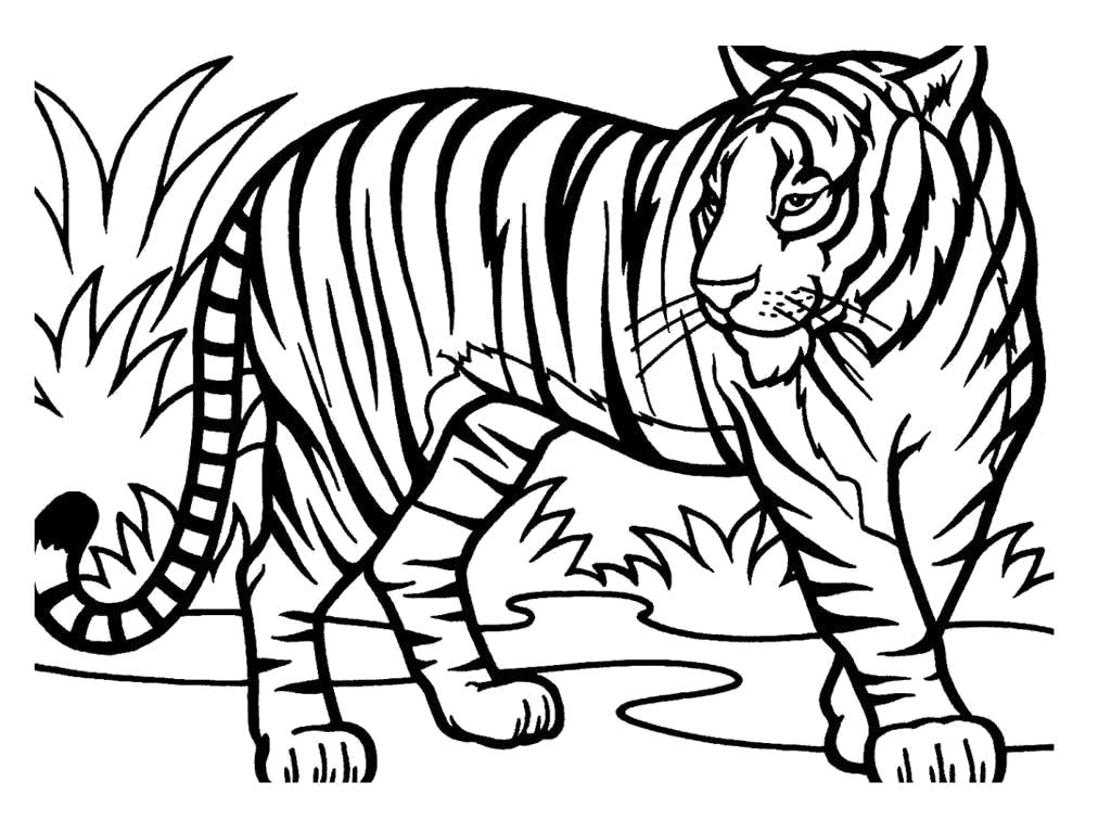 Раскраска Тигры и львы. Скачать Тигр.  Распечатать Дикие животные