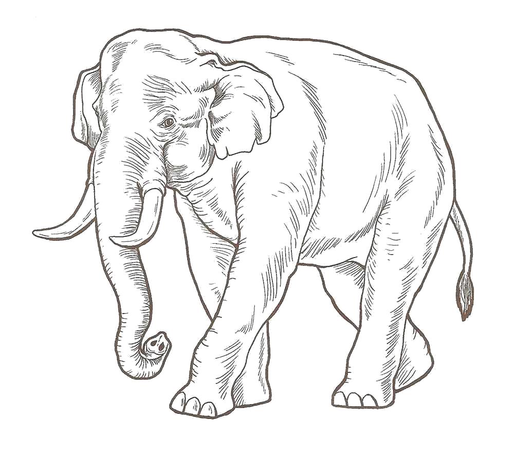 Название: Раскраска Раскраска слон идет. Категория: слон. Теги: слон.
