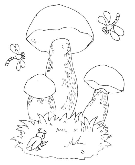 Раскраска гриб и стрекозы. гриб